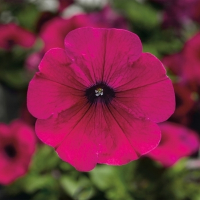 Petunia 'Tidal Wave Purple' - Petunia hybrida from The Flower Spot