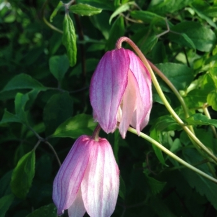 Clematis 'Willy' - Clematis alpina from The Flower Spot
