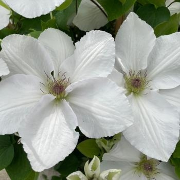 Clematis 'Miss Bateman' - Clematis from The Flower Spot