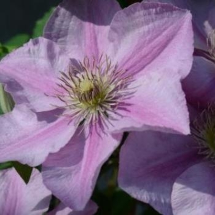 Clematis 'Souvenir du Capitaine Thuilleaux' - Clematis from The Flower Spot Clematis 'Souvenir du Capitaine Thuilleaux' - Clematis from The Flower Spot