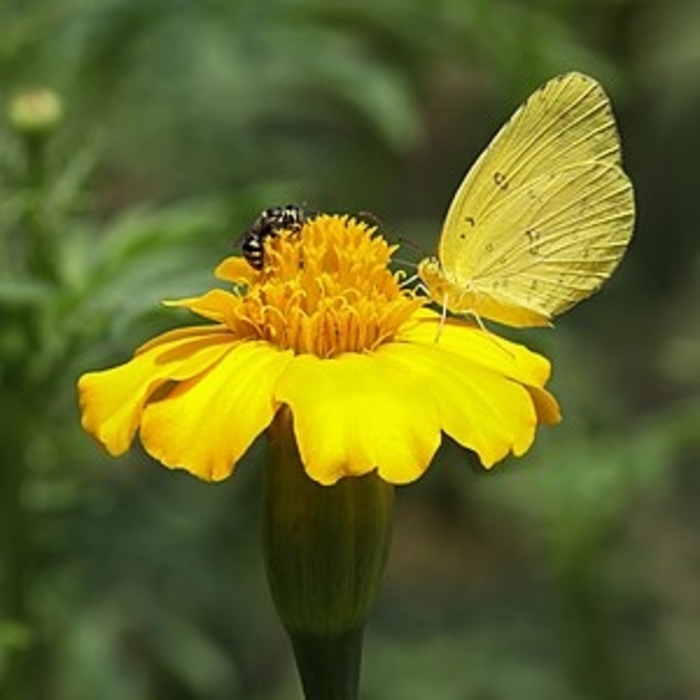 Marigold 'Disco Yellow' - Tagetes patula (French Marigold) from The Flower Spot Marigold 'Disco Yellow' - Tagetes patula (French Marigold) from The Flower Spot