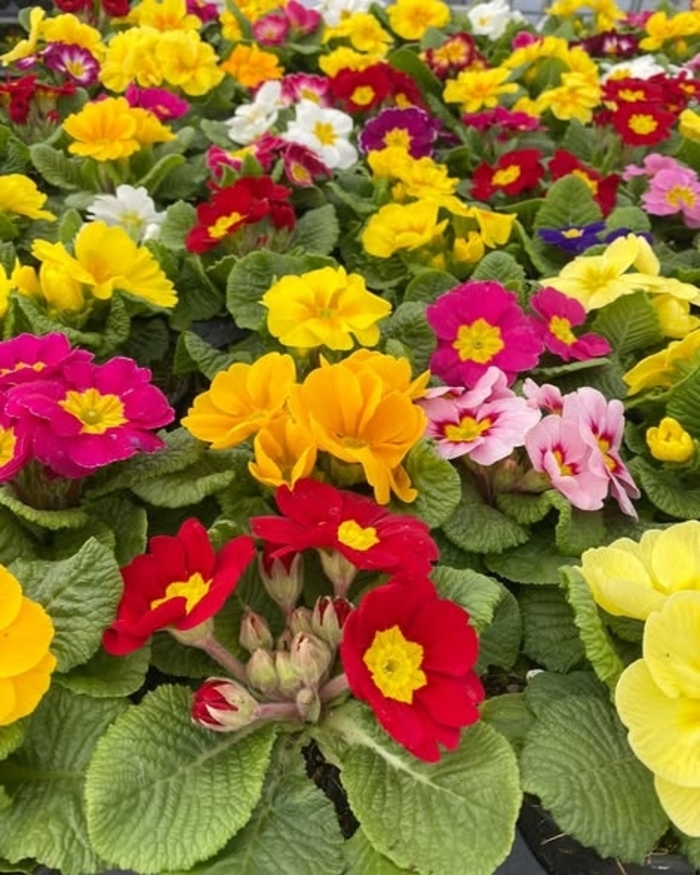 Primrose 'Multiple Varieties' - Primula acaulis from The Flower Spot