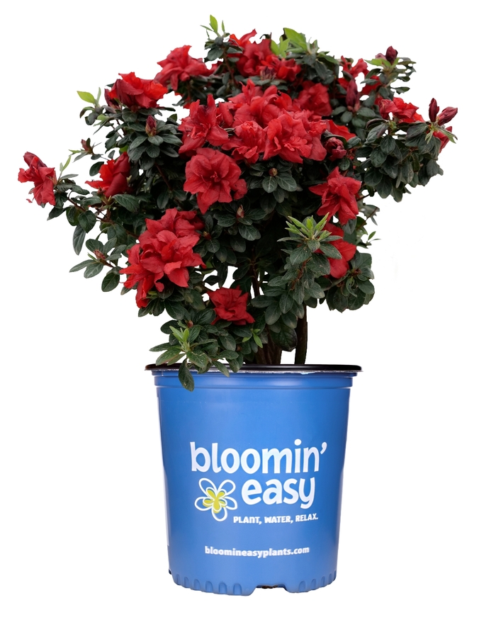 Azalea 'Ever After Ruby' - Rhododendron hybrid from The Flower Spot