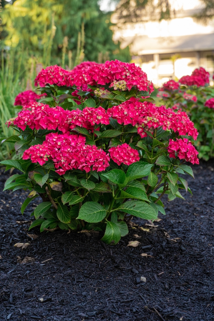 Hydrangea 'Drama Queen' - Hydrangea macrophylla from The Flower Spot