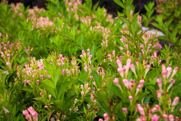 Weigela 'Peach Kisses' - Weigela florida from The Flower Spot