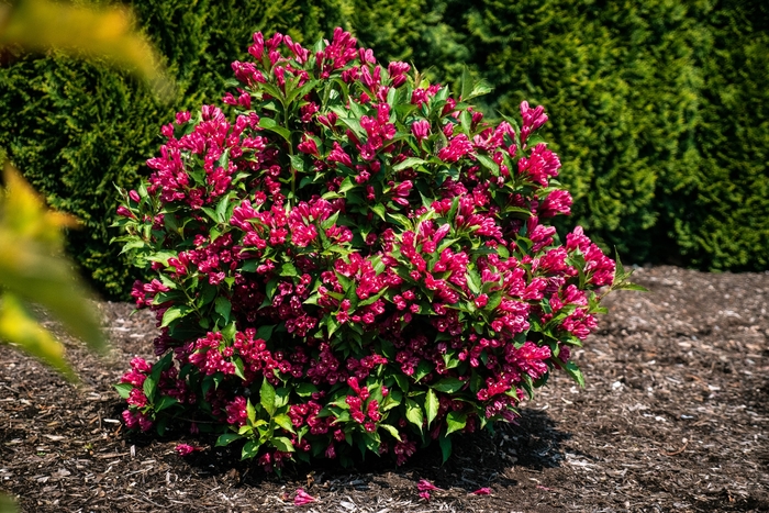 Weigela 'Watermelon Kisses' - Weigela florida from The Flower Spot