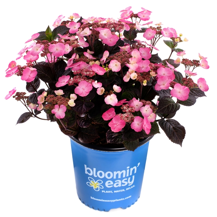 Hydrangea 'Pink Dynamo' - Hydrangea serrata from The Flower Spot