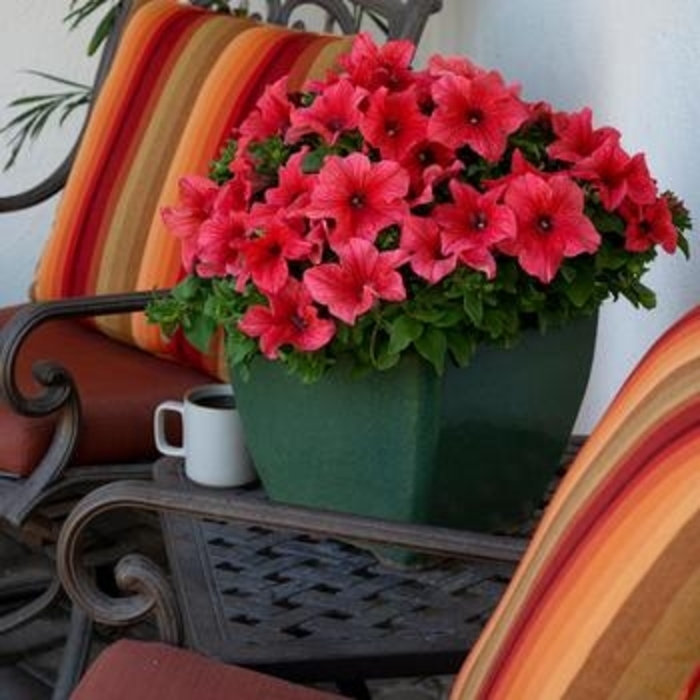 Petunia 'Surfinia® XXL Salmon Vein - Petunia from The Flower Spot