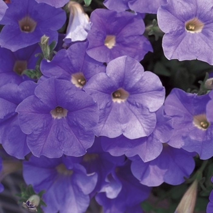 Petunia 'Surfinia® Sky Blue' - Petunia from The Flower Spot