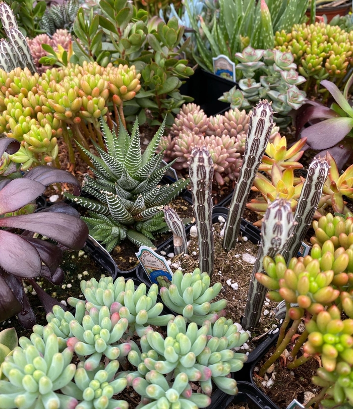 Succulents - Assorted Varieties from The Flower Spot Succulents - Assorted Varieties from The Flower Spot