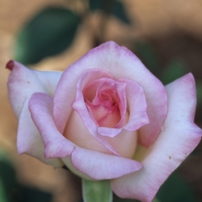 Rose 'Moonstone' - Rosa from The Flower Spot