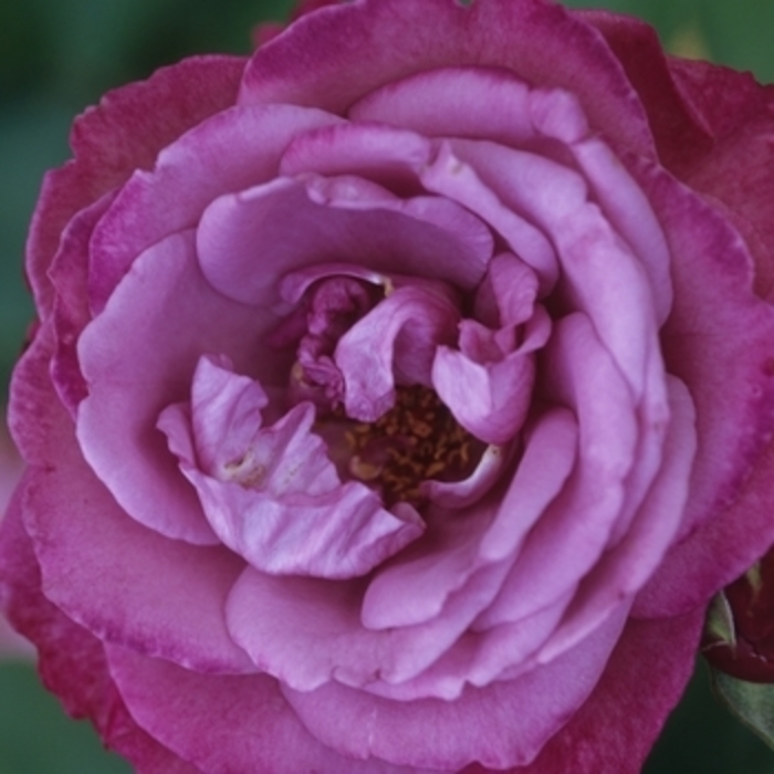 Rose 'Angel Face' - Rosa from The Flower Spot