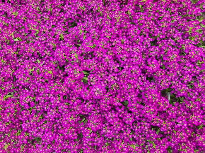 Alyssum 'Easter Bonnet Violet' - Lobularia maritima from The Flower Spot
