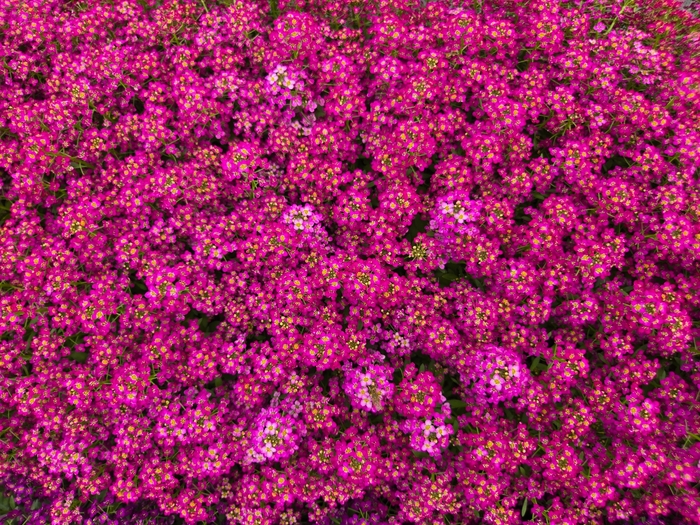 Alyssum 'Easter Bonnet Deep Rose' - Lobularia maritima from The Flower Spot