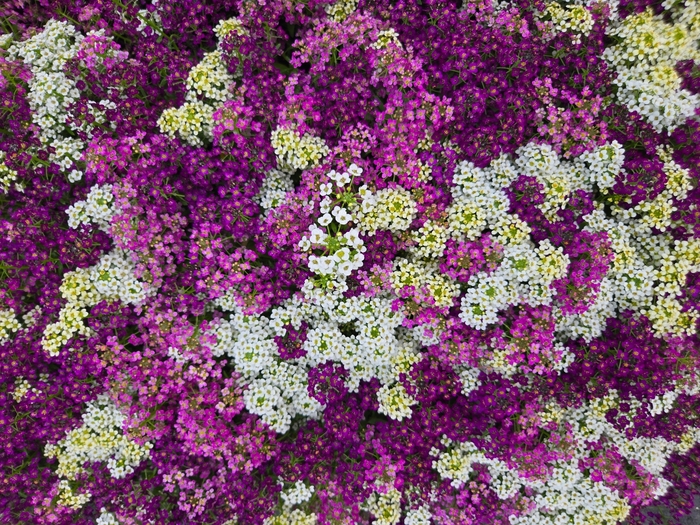 Alyssum 'Easter Bonnet Mix' - Lobularia maritima from The Flower Spot