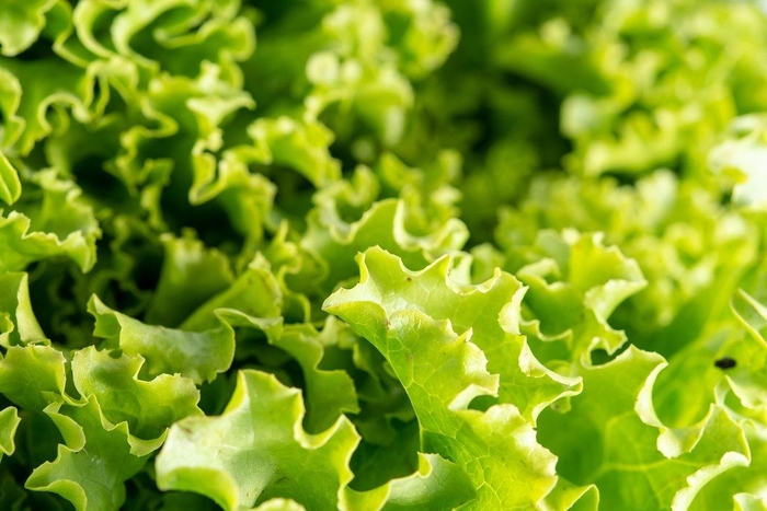 Lettuce 'Amanda' - Latuca sativa from The Flower Spot