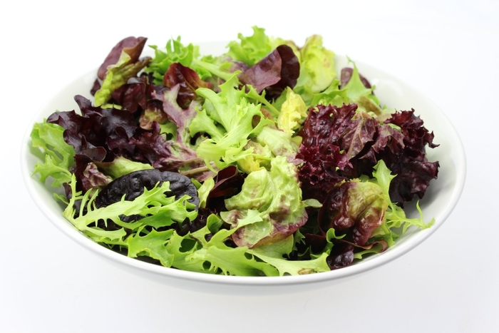 Lettuce 'Bistro Blend' - Latuca sativa from The Flower Spot