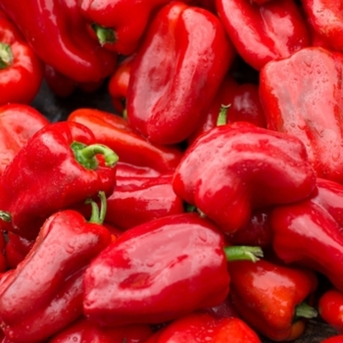 Pepper 'Costa Rican Sweet' - Sweet Pepper from The Flower Spot