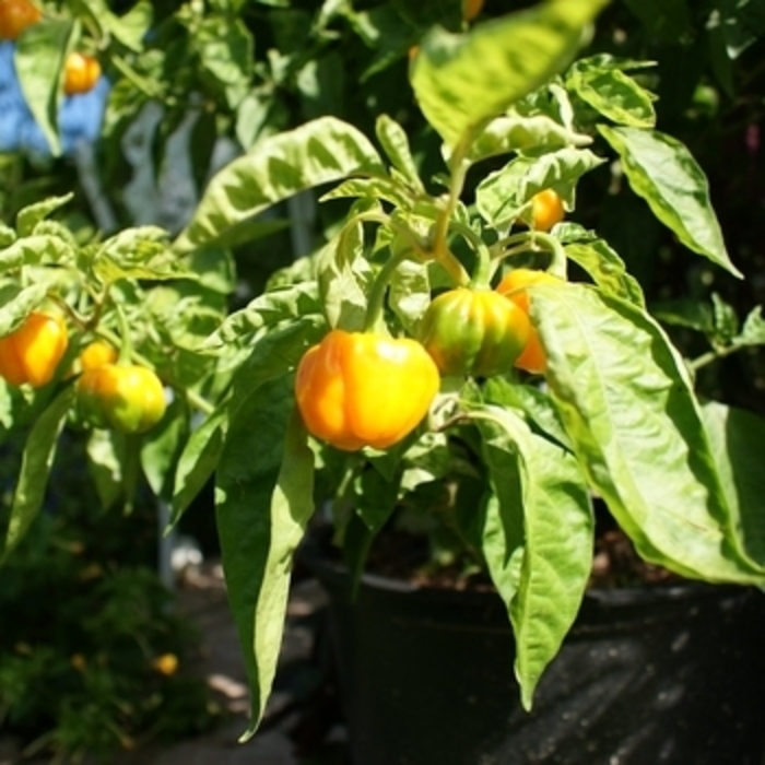 Pepper 'Scotch Bonnet' - Hot Pepper from The Flower Spot