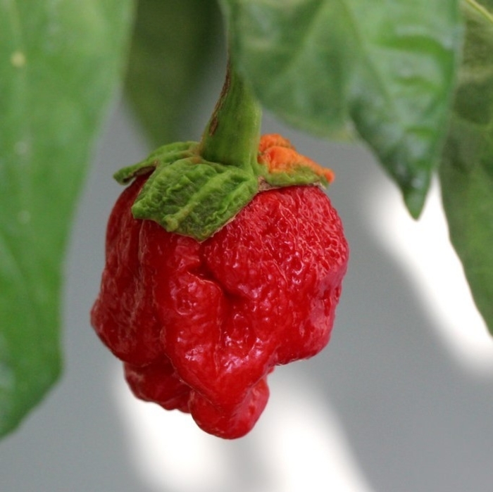 Pepper 'Armageddon' - Hot Pepper from The Flower Spot