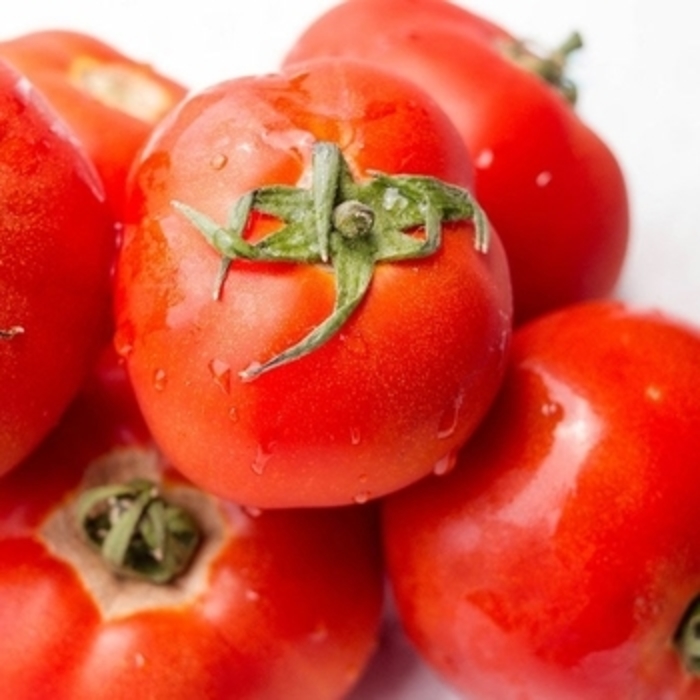 Tomato 'Campbell' - Slicer Tomato from The Flower Spot