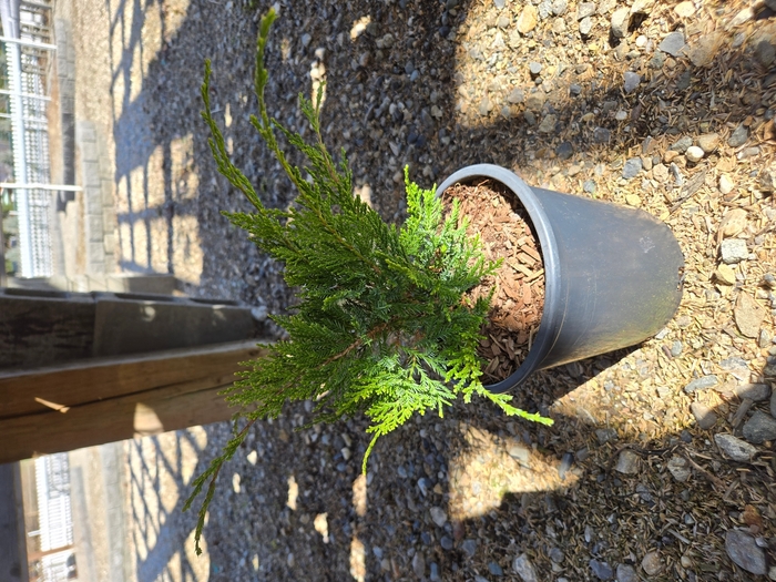 Juniper 'Mint Julep' - Juniperus chinensis from The Flower Spot