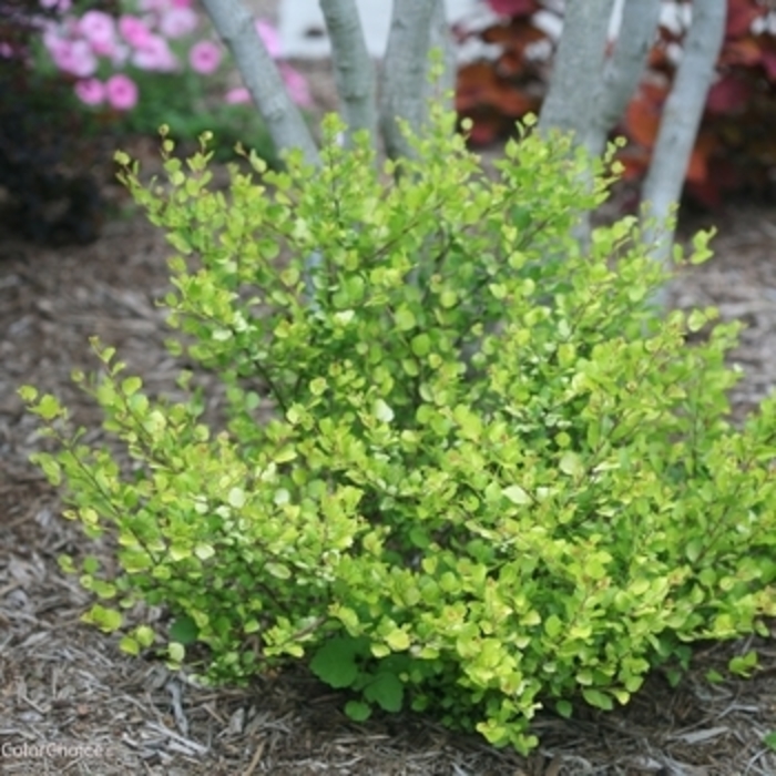 Birch 'Cesky Gold' - Birch from The Flower Spot