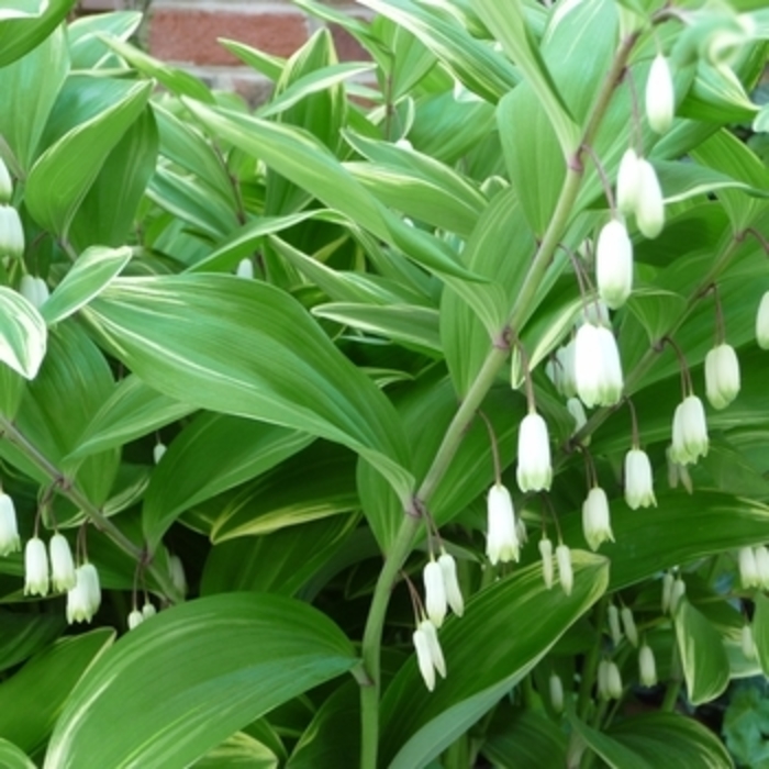 Solomon's Seal 'Variegatum' - Polygonatum multiflorum from The Flower Spot