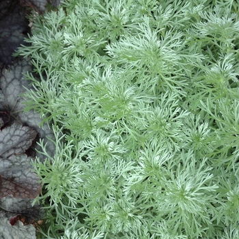 Artemisia schmidtiana - Wormwood 'Silver Mound'