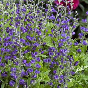 Baptisia australis - False Indigo