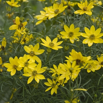 Coreopsis verticillata - Tickseed 'Zagreb' Coreopsis verticillata - Tickseed 'Zagreb'