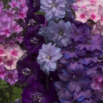 Delphinium elatum - Delphinium 'New Millennium Series'