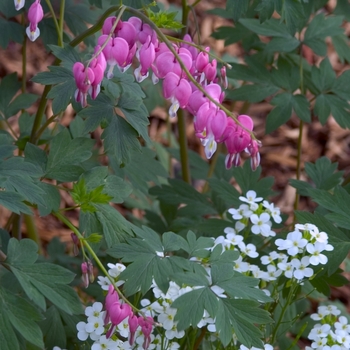 Dicentra spectabilis - Bleeding Heart