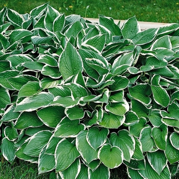 Hosta - Hosta 'Francee' 