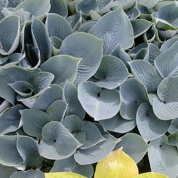 Hosta - Hosta 'Hadspen Blue' 
