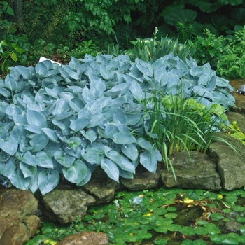Hosta - Hosta 'Halcyon' 