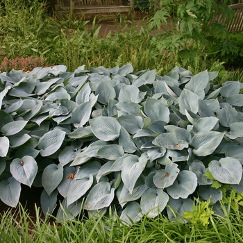 Hosta - Hosta 'Halcyon' 