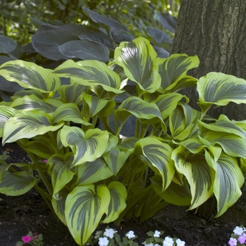 Hosta montana - Hosta 'Aureo-marginata' 