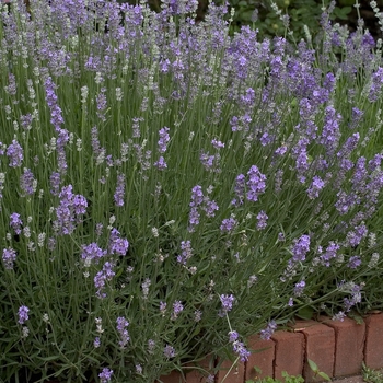 Lavandula anguvstifolia 'Super Blue' - Lavender
