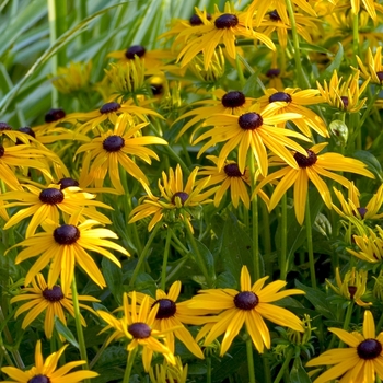 Rudbeckia fulgida (Black Eyed Susan) - Rudbeckia 'Goldsturm'