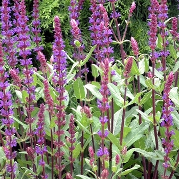 Salvia nemorosa - 'Caradonna'