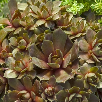 Sempervivum 'Silverine' - Hens & Chicks