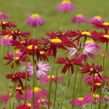 Tanacetum coccineum - Painted Daisy 'Robinson's Mix' 