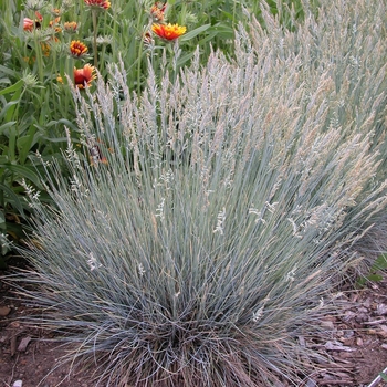 Festuca glauca - Fescue 'Boulder Blue'