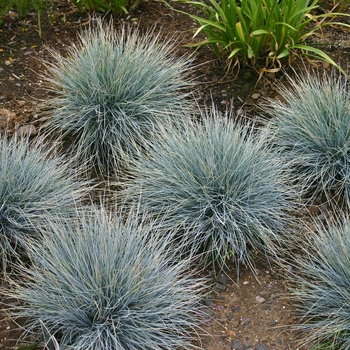 Festuca glauca 'Elijah Blue' - Blue Grass