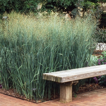 Panicum virgatum - Switch Grass 'Heavy Metal' 