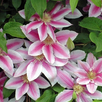 Clematis - Clematis 'Doctor Ruppel'