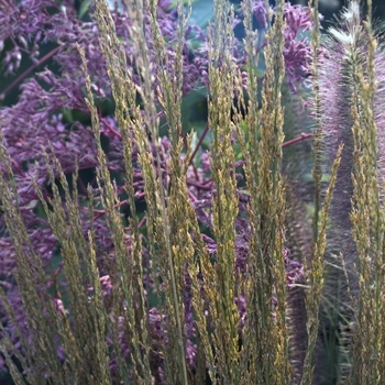 Molina caerulea 'Strahlenquelle' - Purple Moor Grass