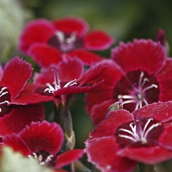 Dianthus - Dianthus