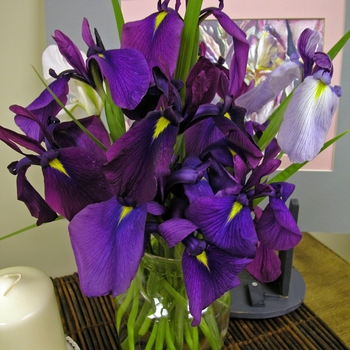 Iris ensata - Japanese Iris